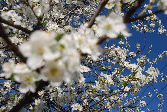 Природни ориентири за дейностите в градината