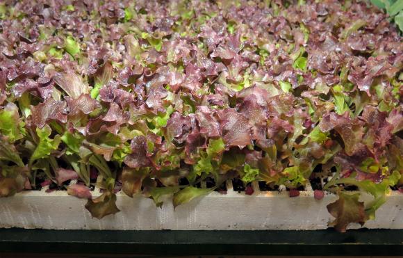 И още съвети за успешно пикиране на зеленчуковия разсад