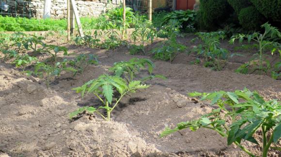 Три причини да не пикираме доматения разсад