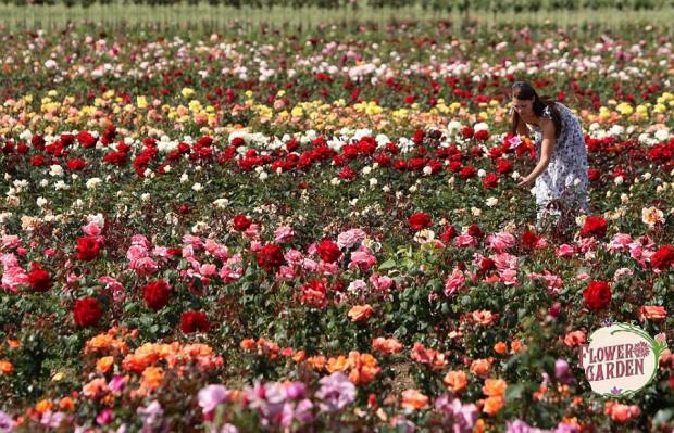 rasadnik FLOWER-GARDEN