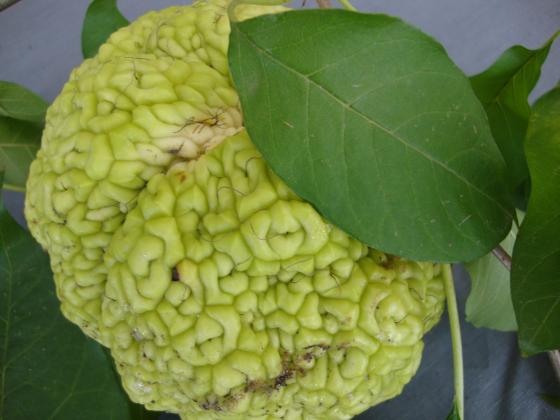 Маклура (адамова ябълка) – декоративно и лечебно растение