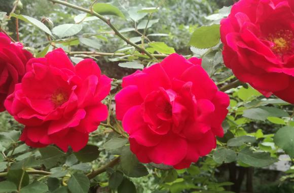 Лятна резитба на розите за втори цъвтеж