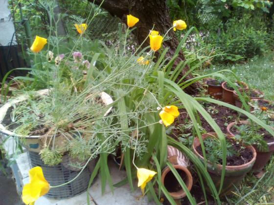 Слънчевото цвете калифорнийски мак (Ешолция)