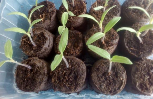 ����������� �� ������� � ����, ����� � ��� �� �������� ������