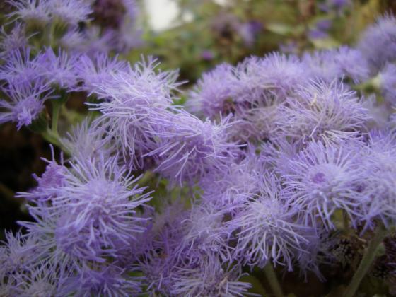 Агератум – фин аромат и очарователни цветове за вашата градина