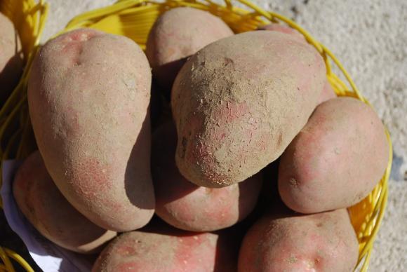 Износът на картофи намалява в световен мащаб