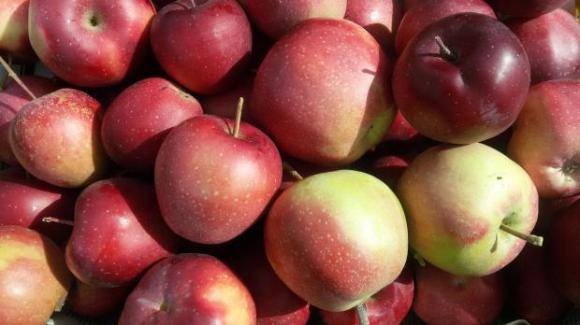 Турция увеличи износа на ябълки с близо 50 на сто през миналия сезон