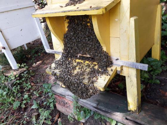 Украйна субсидира пчелните семейства с почти 8 милиона евро