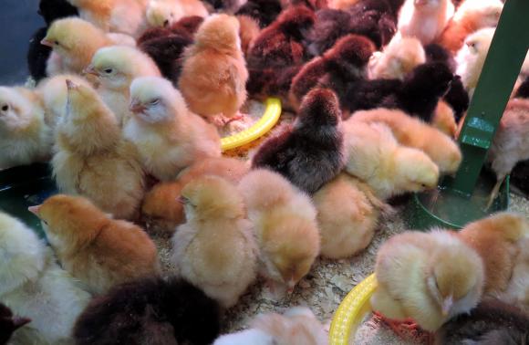 Италия внася законодателно предложение за забраната за убиване на мъжки пилета