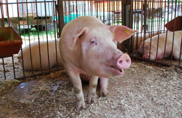 При свръхпроизводството в ЕС свиневъдите в Латвия призоваха държавата за спасение