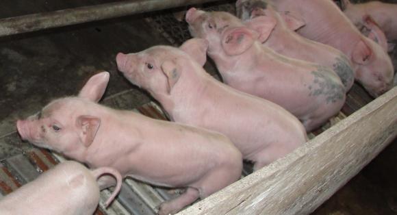 Дания продава в Китай толкова свинско, колкото в целия ЕС