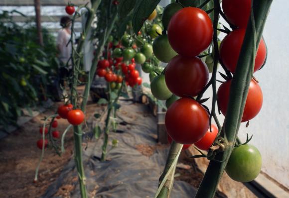 САРА прогнозира спад в производството на домати и пипер
