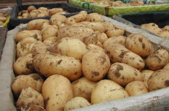 Търговци прекъсват договорите си с родни картофопроизводители в защита на германските