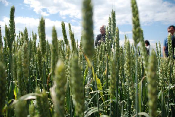 Черноморската пшеница поскъпна рекордно през първата половина на сезона