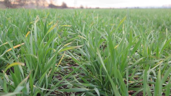 Пшеницата поскъпва заради напрежението между Русия и Украйна