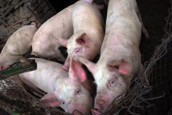 Пет въпроса за фуражите и африканската чума по свинете