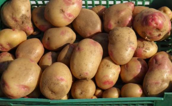 Евтиният внос на картофи от Полша натиска цените им в Украйна