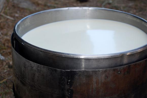 Производството на сурово мляко във Великобритания намаля с процент и половина