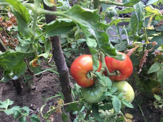 Малките хитрости при колтучене на доматите