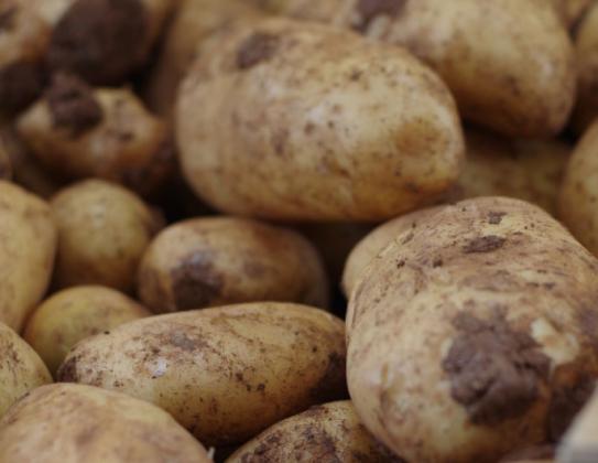 Картофите в Сърбия поскъпнаха тройно за година