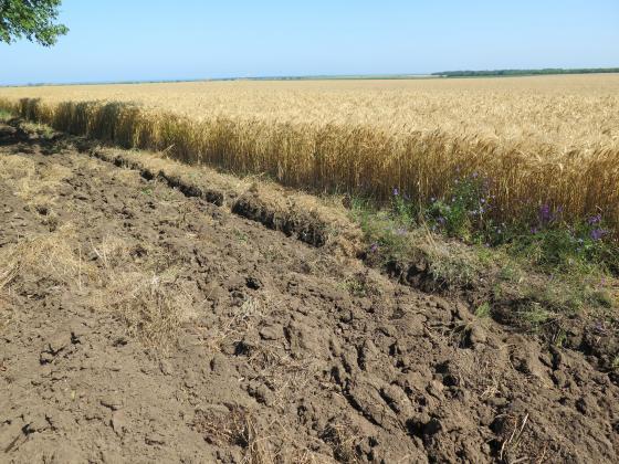 Експерти продължават да понижават прогнозите за добивите в ЕС заради сушата