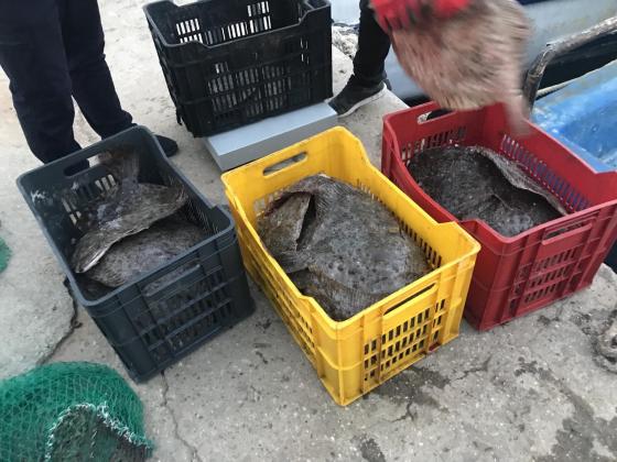 Намериха скрити 54 кила маломерен калкан на акостиращ рибарски кораб в Балчик