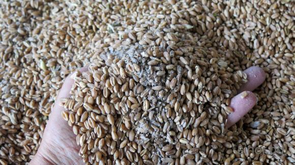 Фермерите в Германия очакват слаба реколта от зърно 