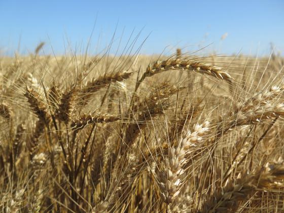 Кабинетът окончателно обяви отказ от изкупуването на зърно