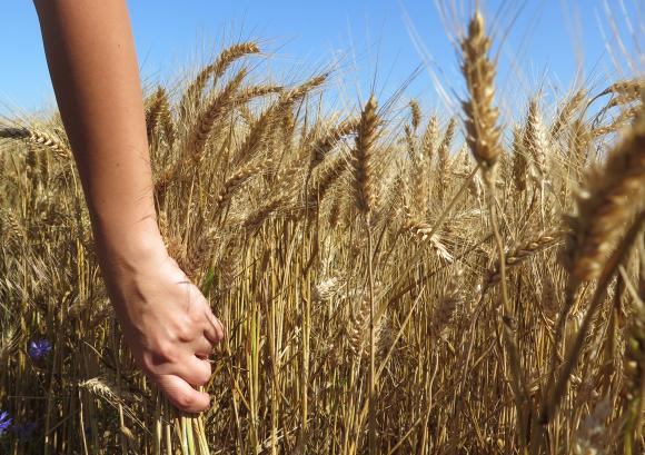 ЕК понижи рязко прогнозата си за реколтата от мека пшеница в ЕС през сезона