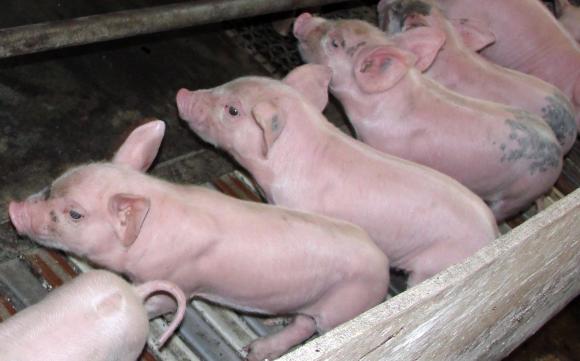 Поголовието от свине в Германия е намаляло с над 6 на сто за половин година