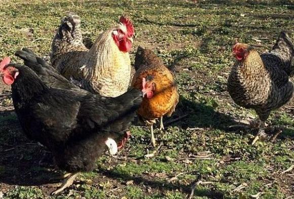 Нов стрес за птицевъдството – до 2027 г. се минава изцяло към безклетъчно отглеждане на кокошки!