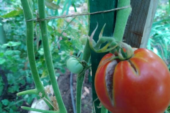 Поставяме доматите на “сух режим”