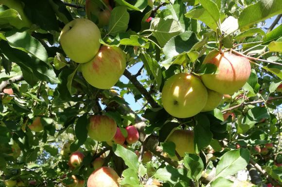 Ябълка от 690 грама спечели надпреварата на празника на плодородието в Кюстендил