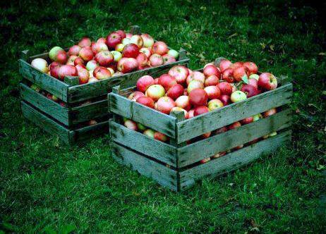Производителите на ябълки в Италия си спомниха за съхраняването им в пещерите