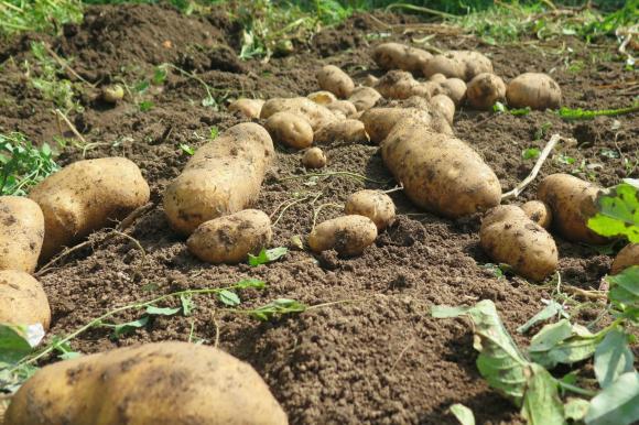 Ще достигнат ли цените на картофите в Полша рекордни нива през октомври