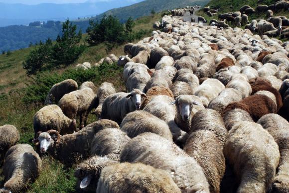 На 25 октомври ще има онлайн обучение за витаминозното хранене при овцете 