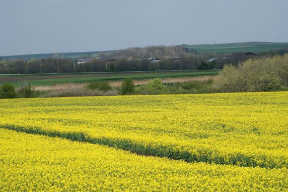 ЕК повиши оценката за реколтата от рапица в ЕС за сметка на слънчогледа