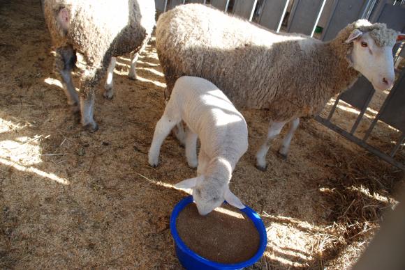 Когато фуражите не осигуряват нужните витамини за агнетата и овцете