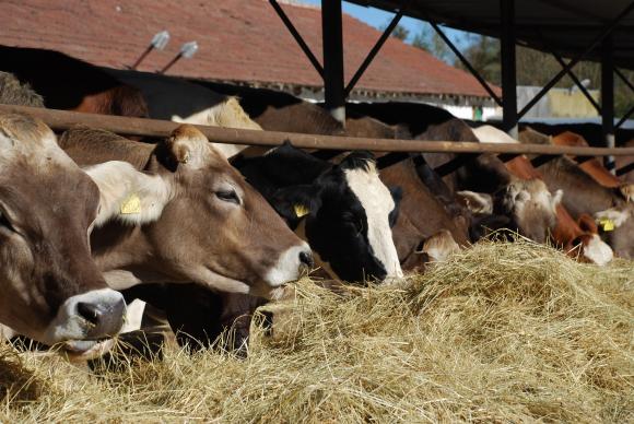 Германия спира износа на животни за разплод към трети страни