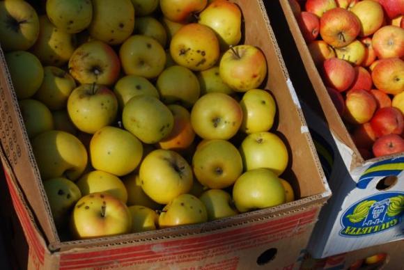 Качеството на ябълките в Украйна пострада от недостига на СРЗ и лошо време през септември