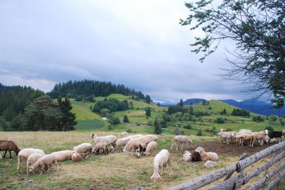 Интервенциите за овцевъди и козевъди, заедно с екоплащанията по Стратегическия план