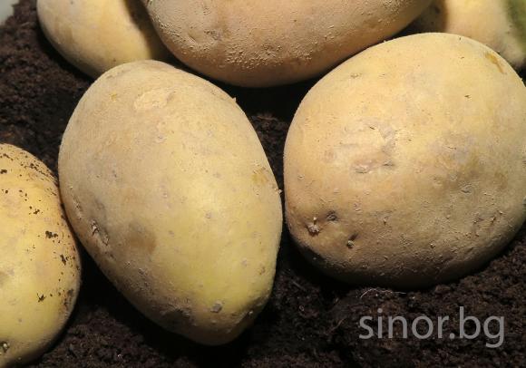 Как да се справим със струпясването по картофите