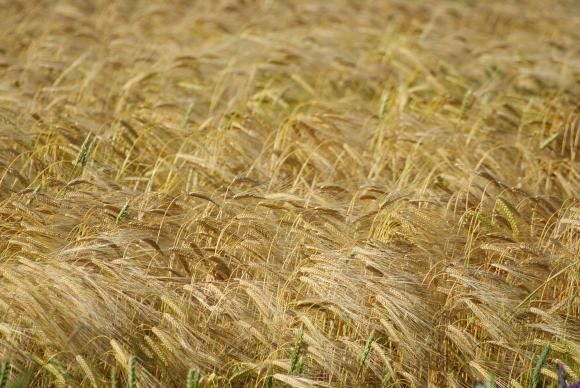 Продавачите на зърно и слънчоглед не уважиха борсата за втора поредна седмица
