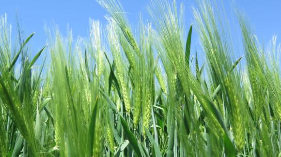 Германия сви значително използването на зърно за фураж