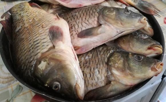 Проверките на рибните пазари започват днес и ще продължат до Никулден