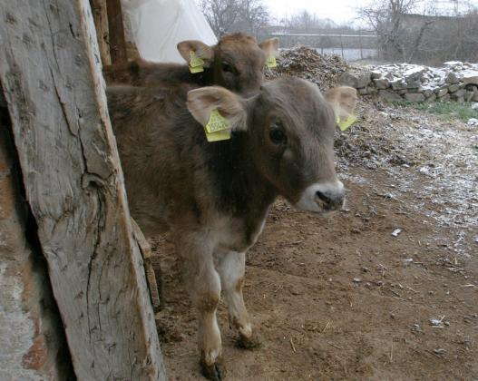 Откриха бруцелоза в кравеферма в село Крайново