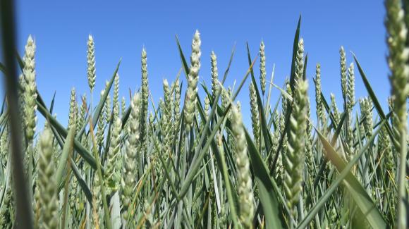 И Алжир се снабди с по-евтина пшеница