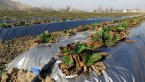 Испански производители на ягодови култури предупреждават за криза в сектора