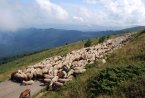 Производството на овче месо в ЕС намаля с близо 4 на сто през първото тримесечие