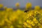 Как да се намали отравянето на пчелите от пестициди